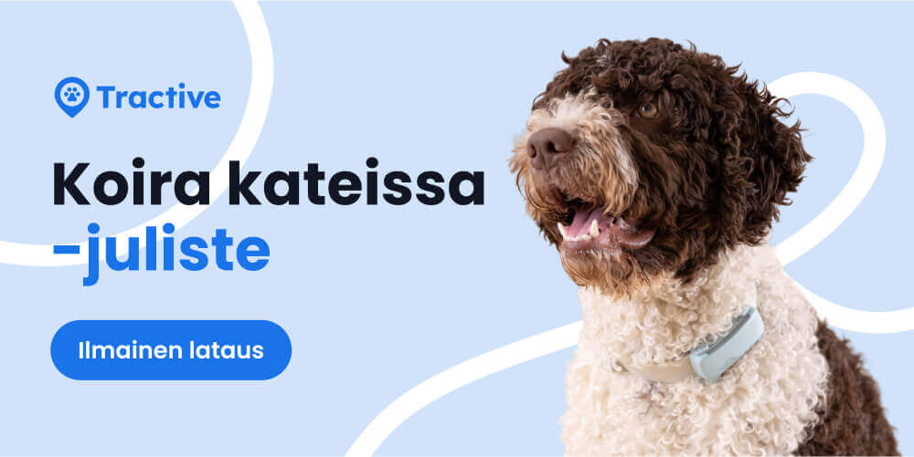 Ladattava koiran katoamisilmoitus esimerkiksi tulostamista varten.