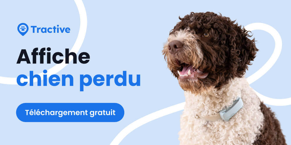 caniche marchant dans la forêt et bouton de téléchargement affiche chien perdu