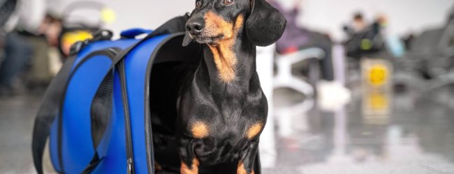 dog standing near blue pet carrier at the airport