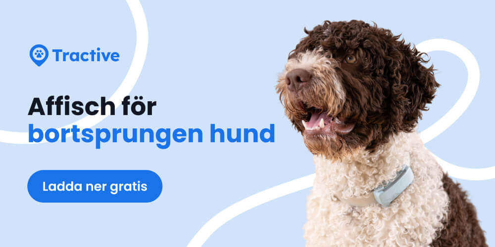 grafik för gratis mall till affisch för bortsprungen hund från Tractive