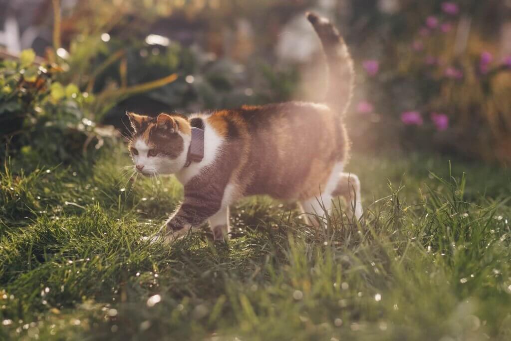 Een kat met een Tractive GPS-kattenvolgsysteem in een tuin