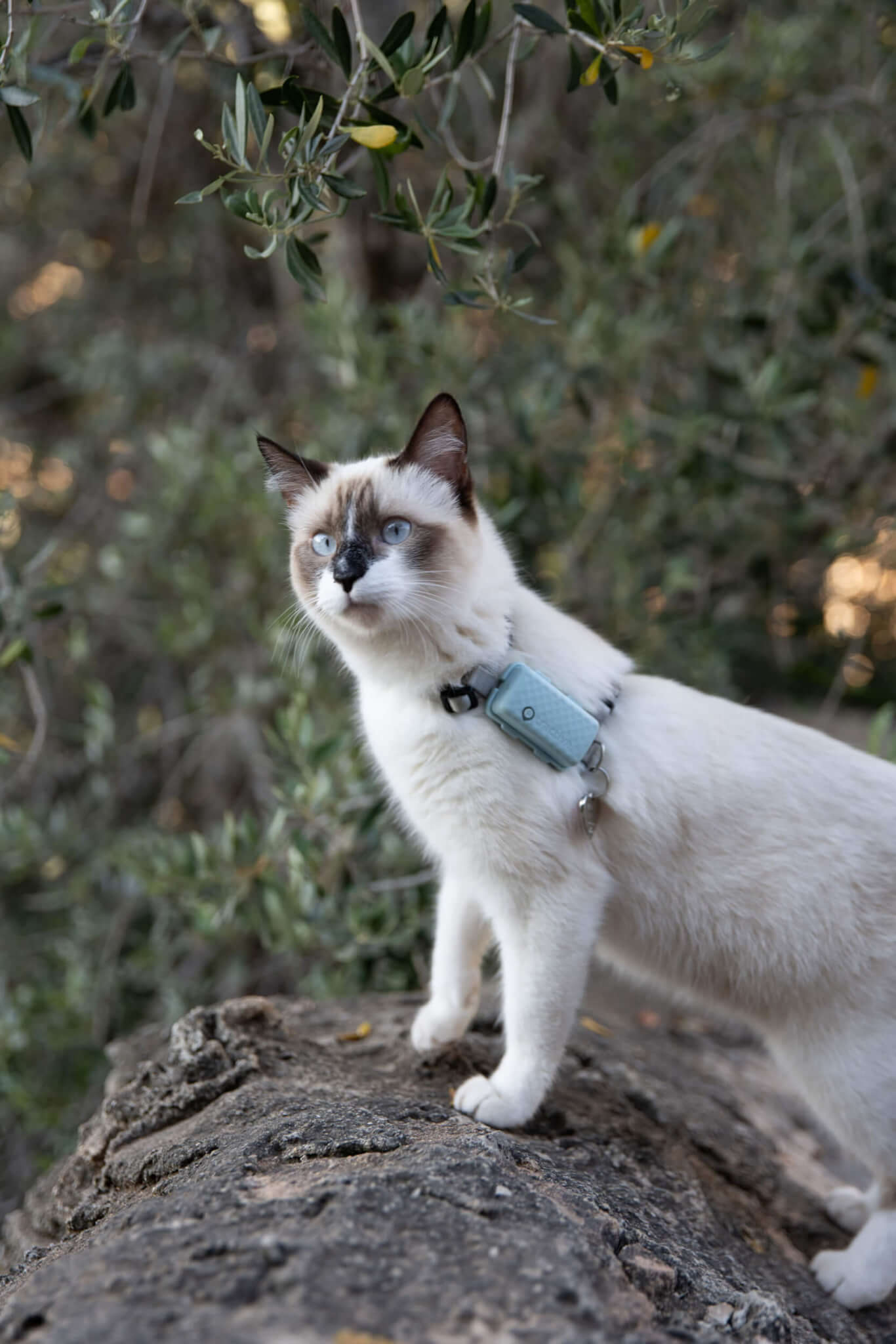 Katze trägt Geschirr und Tracker