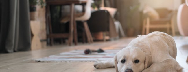Pet resting at home
