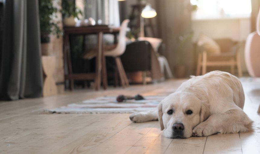 Pet resting at home