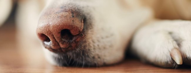 Gros plan sur le museau d'un chien allongé sur le parquet.