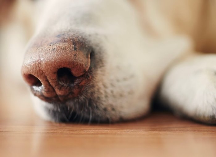 Gros plan sur le museau d'un chien allongé sur le parquet.