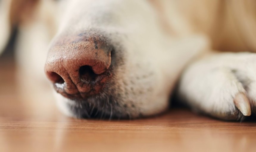 Gros plan sur le museau d'un chien allongé sur le parquet.