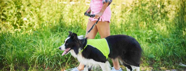 A woman walking her dog on a leash