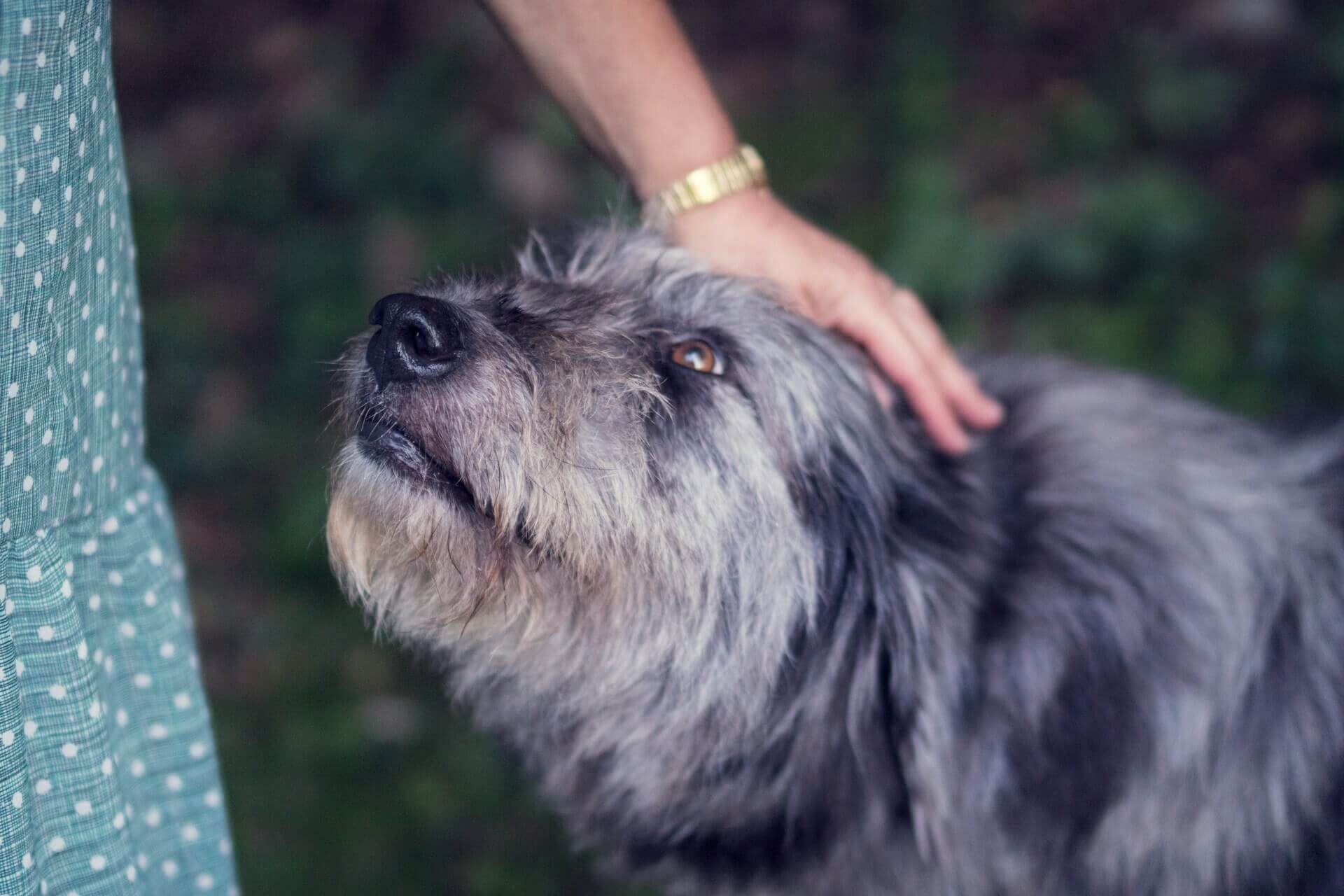 10 Signs of Dementia in Dogs: How To Detect Dementia Early - Tractive - Signs Of Dementia In Dogs Grazing