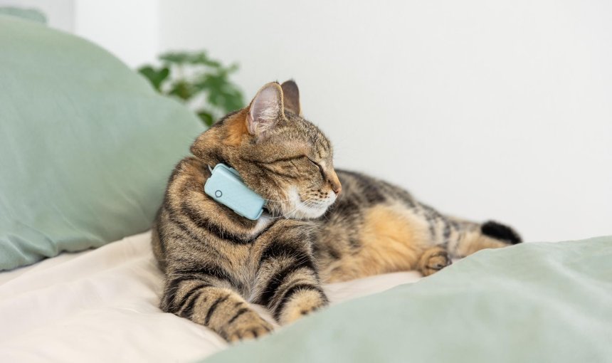 Katze schläft auf einem Bett und trägt einen blauen Katzentracker