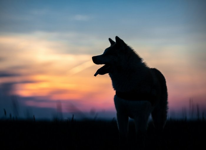 lost dog at night - black outline of a dog against sunset