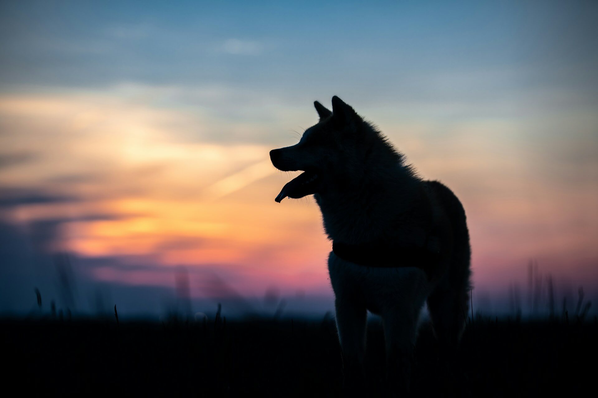 lost dog at night - black outline of a dog against sunset