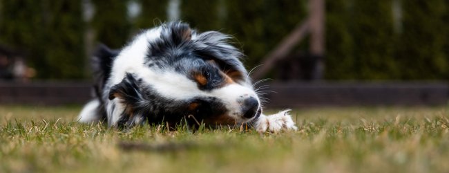 A dog lying on its side in a lawn