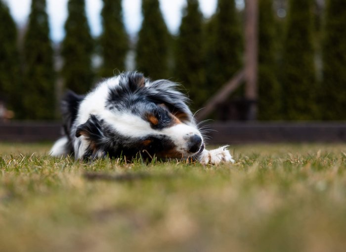 A dog lying on its side in a lawn