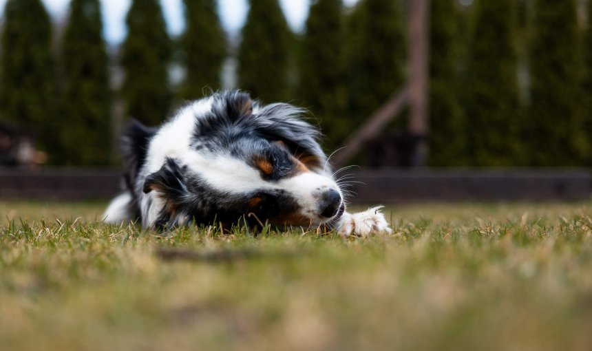 A dog lying on its side in a lawn