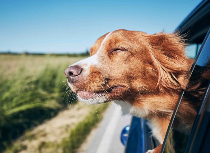 A dog sticking its head out of a car window