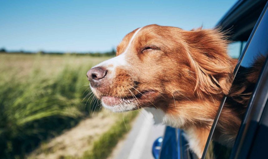A dog sticking its head out of a car window