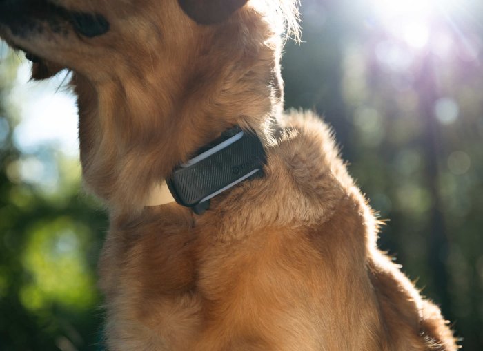 Ein Hund trägt einen Tractive GPS & Health Tracker