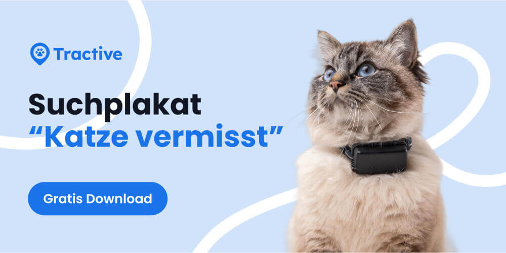 Suchplakat-Vorlage: Katze vermisst