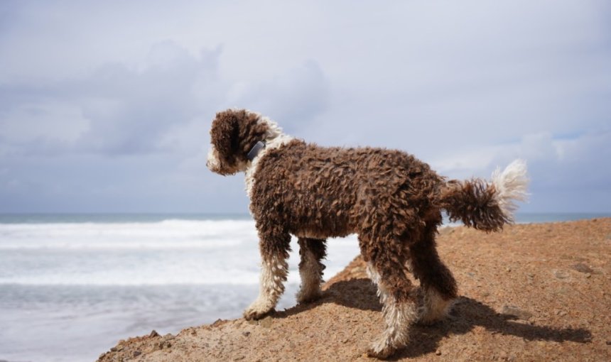 A dog wearing a Tractive GPS & Health tracker