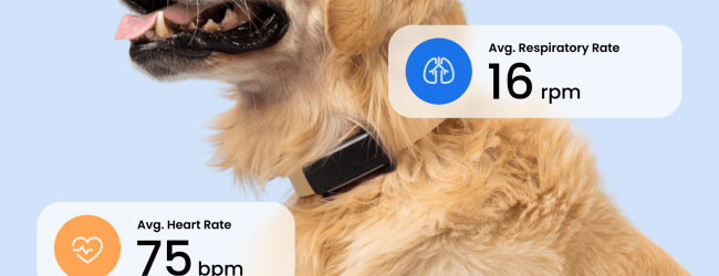 Dog wearing black tractive tracker with vital signs readings