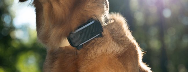 Een hond die een Tractive GPS & Gezondheidstracker draagt