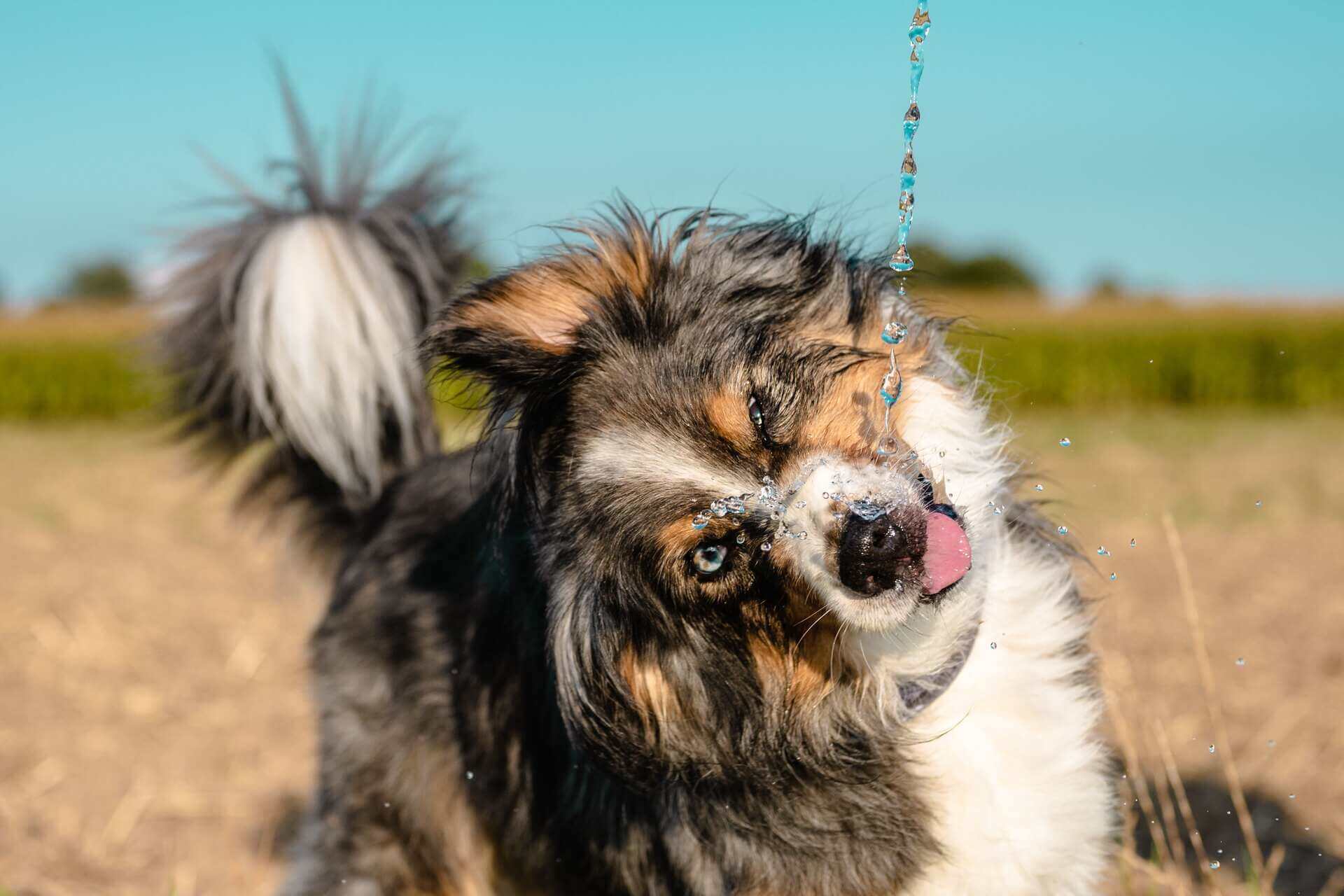 A dog drinking water outdoors
