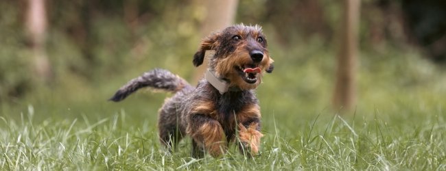 dachshound running through the crass wearing a Tractive tracker