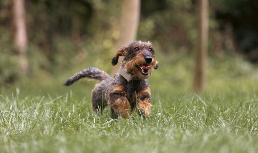 dachshound running through the crass wearing a Tractive tracker