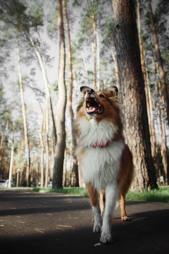 Un chien blanc et roux qui aboie sur un sentier de forêt.