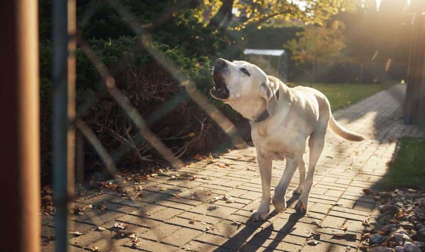 Un chien blanc qui aboie derrière le portail d'une entrée de jardin.