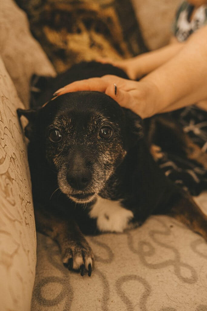 Une main de femme caresse un vieux chien noir étendu sur un canapé, qui n'aboie pas.