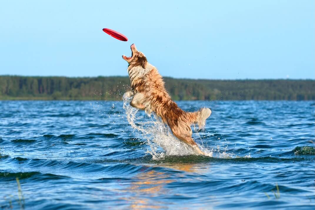 Hund fängt Frisbee im Wasser