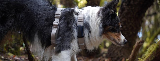 Hund mit Geschirr, der einen GPS-Tracker trägt