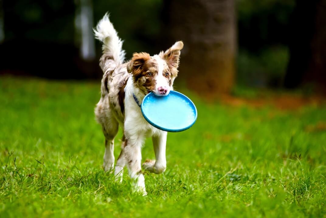 Mehrfarbiger Hund trägt Frisbee im Maul