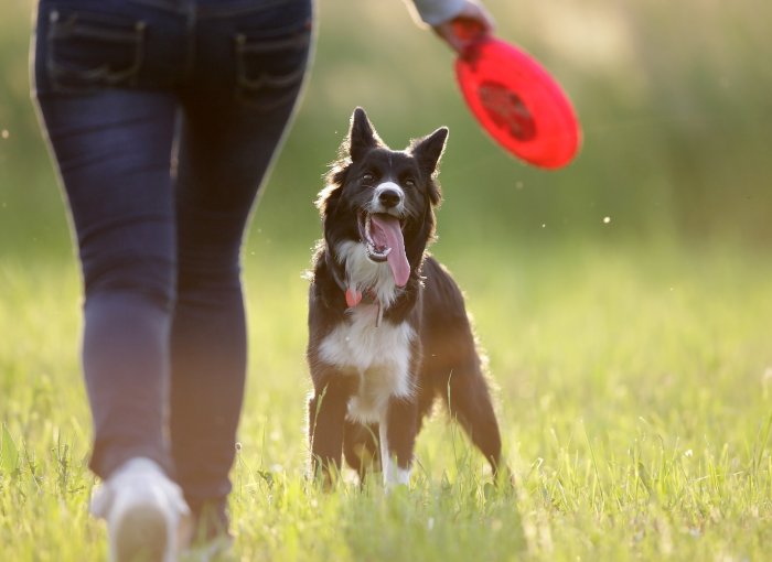 Frau hält Frisbee in der Hand neben ihrem Hund in der Wiese