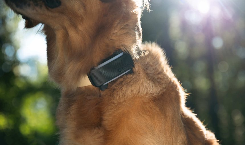 En hund som bär en Tractive GPS & Hälsospårare