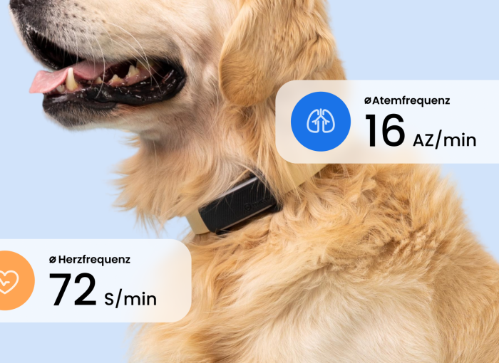 Hund mit schwarzem DOG 6 Tracker und Anzeige der Herz- und Atemfrequenz