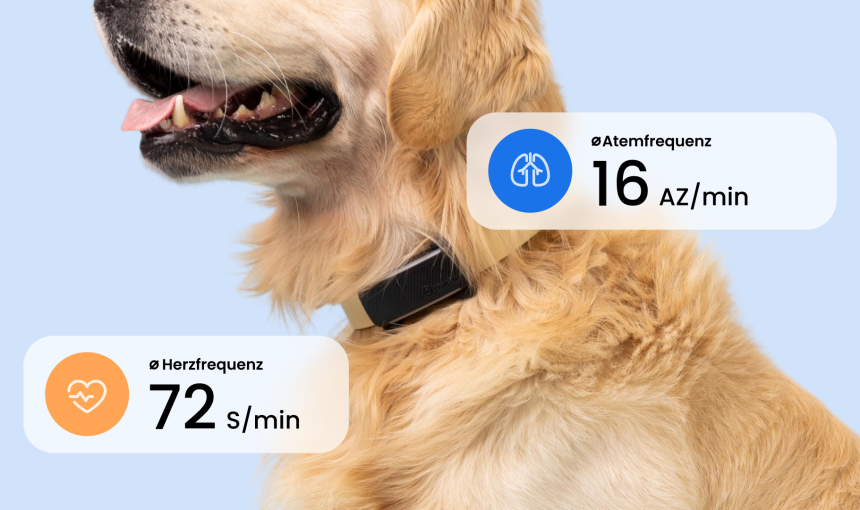 Hund mit schwarzem DOG 6 Tracker und Anzeige der Herz- und Atemfrequenz