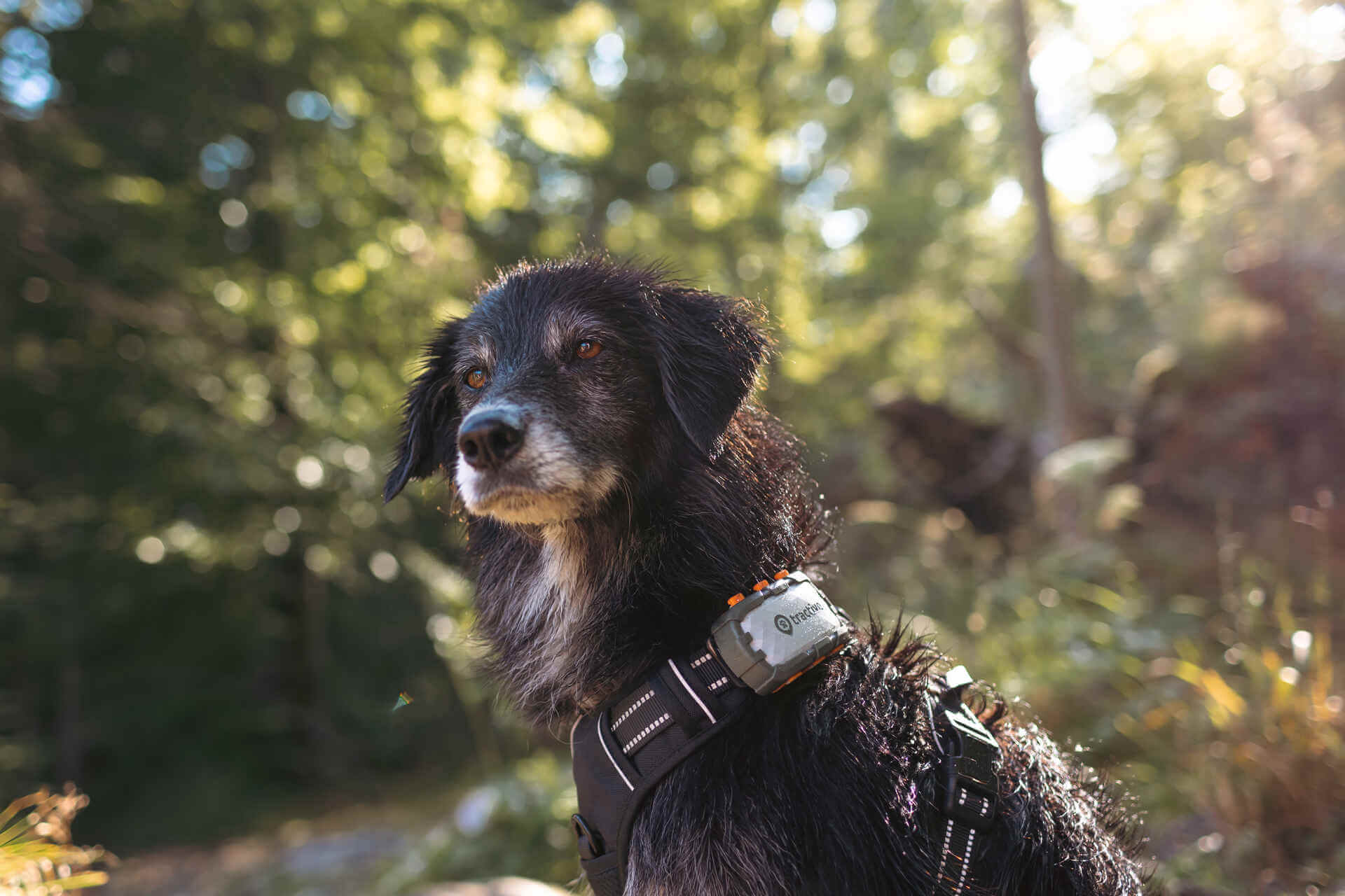 A flat-coated Retriever wearing a Tractive GPS tracker