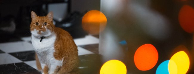 A cat sitting on the floor watching the lights outside
