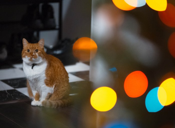 A cat sitting on the floor watching the lights outside
