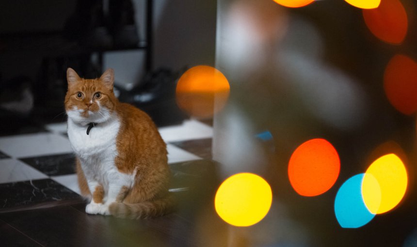 A cat sitting on the floor watching the lights outside