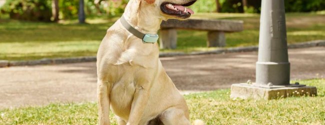 Ein Hund trägt einen Tractive GPS & Health Tracker