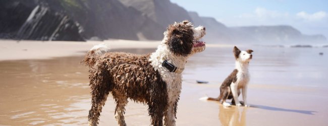 A pair of dogs wearing Tractive GPS trackers on a beach