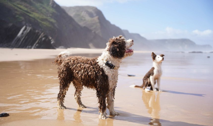 A pair of dogs wearing Tractive GPS trackers on a beach