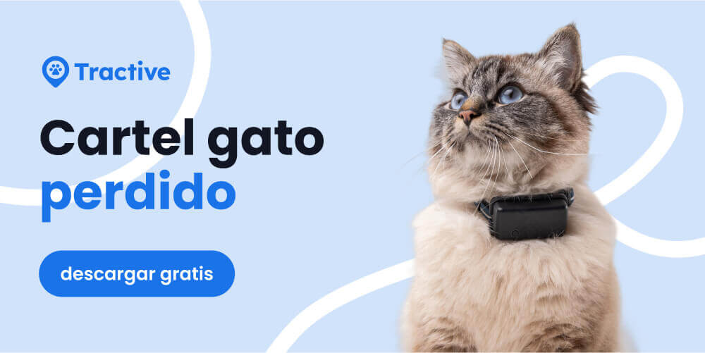 Cartel gato perdido