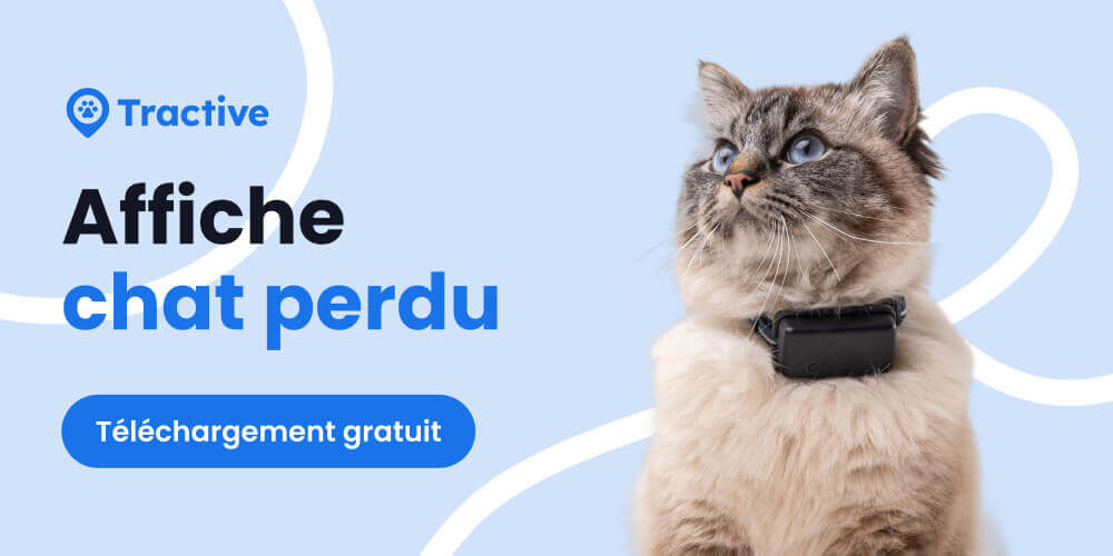 Affiche chat perdu
