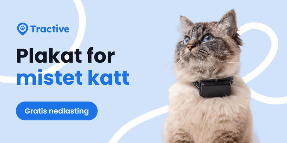 Plakat for savnet katt