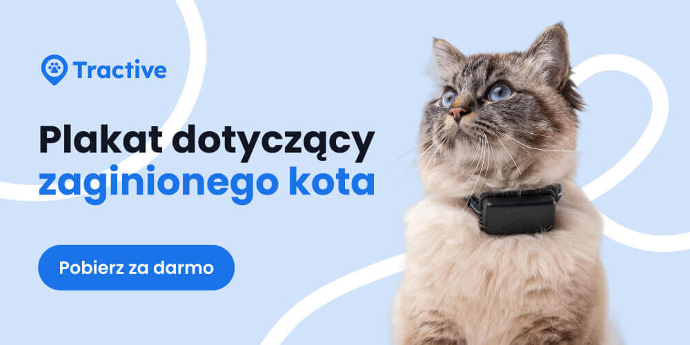 Plakat dotychacy zaginionego kota